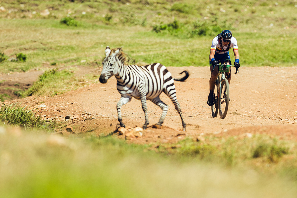 Migration Gravel Race 2024 zebra